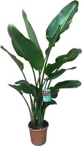 Paradijsvogelbloem (Strelitzia Nicolai) met bloempot – Hoogte: 150 cm – van Botanicly