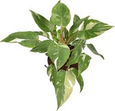 Groene plant – Philodendron (Philodendron White Princess) – Hoogte: 45 cm – van Botanicly