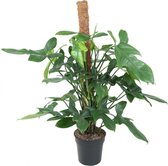 Groene plant – Philodendron (Philodendron Silver Violin) – Hoogte: 120 cm – van Botanicly