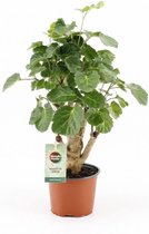 Groene plant – Polyscias (Polyscias Green Lemon) – Hoogte: 40 cm – van Botanicly