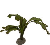 Aqua Della - Aquariumplanten (voeding) - Vissen - Echinodorus 1 5cm Groen - 1st