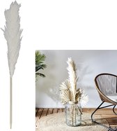 NATURN LIVING Gedroogde Pampas Pluimen XXL - ø 10 x 120 cm - Droogbloemen Boeket - Palmgras Pluim - Droog Bloem - Decoratie Planten - Wit