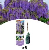 NatureNest - Blauwe regen - Wisteria sinensis - 6 stuks - 30-38 cm