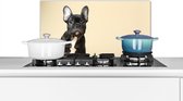 Spatscherm Keuken - Kookplaat Achterwand - Spatwand Fornuis - 70x30 cm - Franse Bulldog - Zwart - Beige - Aluminium - Wanddecoratie - Muurbeschermer - Hittebestendig
