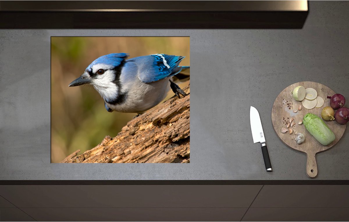 Inductieplaat Beschermer - Blauwe Gaai Vogel Wegvliegend van Boomstronk - 60x55 cm - 2 mm Dik - Inductie Beschermer - Bescherming Inductiekookplaat - Kookplaat Beschermer van Wit Vinyl