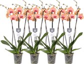 Plantenboetiek.nl | Phalaenopsis Carribean Dream - 3 tak orchidee | 4 stuks - Ø12cm - 60cm hoog - Kamerplant - Bloeiende kamerplant - Multideal - Orchideeën