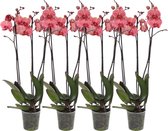 Plantenboetiek.nl | Phalaenopsis Narbonne - 3 tak orchidee | 4 stuks - Ø12cm - 60cm hoog - Kamerplant - Bloeiende kamerplant - Multideal - Orchideeën