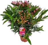 Nerium Oleander - Tricolor- 3 kleuren - Pot ⌀ 21cm - Hoogte 50-70cm
