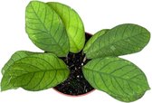 Plantenboetiek.nl | Hoya Sp Sabah - Ø10,5cm - 15cm hoog - Kamerplant - Groenblijvend