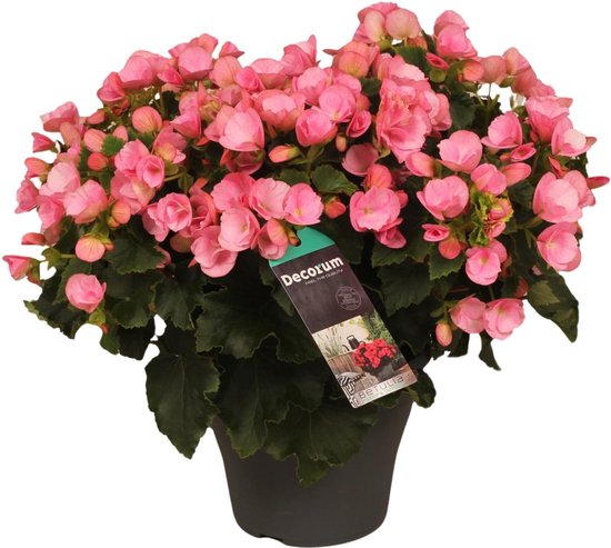 Plantenboetiek.nl | Begonia Betulia Candy - Ø19cm - 25-35cm hoog - Tuinplant