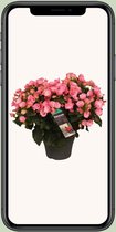 Plantenboetiek.nl | Begonia Betulia Candy - Ø19cm - 35cm hoog - Kamerplant - Bloeiende kamerplant