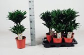 Plantenboetiek.nl | Dracaena Compacta - 1 plant - Ø17cm - 55cm hoog - Kamerplant - Groenblijvend