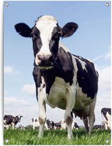 Tuinposter Dutch Cow 80x60 cm