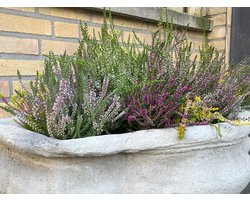 Heidetuintje - Zomer & Winterheide mix - 10 Stuks - Erica & Calluna - P10.5 - Plant - Tuinplant