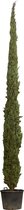 Italiaanse cipres 600 cm Cupressus semp. Pyramidalis 625 cm