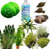 vdvelde.com - Anti Alg Vijver Pakket - L - Voor 2.000 - 3.000 L - Zuurstofplanten + extra's - Plaatsing: -1 tot -20 cm