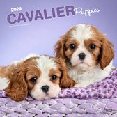 Cavalier King Charles Spaniel Puppies Kalender 2024