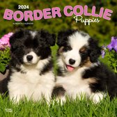 Border Collie Kalender 2024