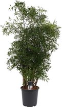Mama's Planten -   Polyscias Hawaiiana Ming Vertakt - Vers Van De Kweker - ↨ 95cm - ⌀ 21cm