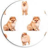 Dibond Wandcirkel - Pomeranian Hondjes  - 30x30cm Foto op Aluminium Wandcirkel (met ophangsysteem)