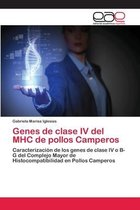 Genes de clase IV del MHC de pollos Camperos