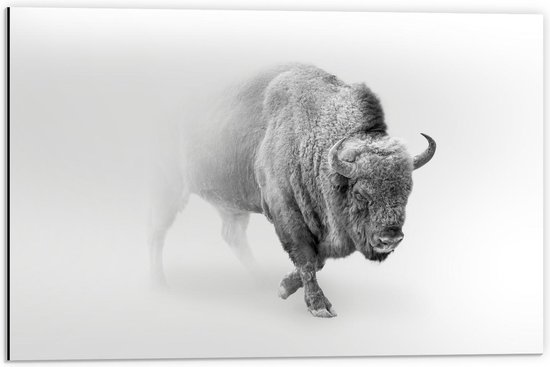 Dibond - Buffel in de Sneeuw - 60x40cm Foto op Aluminium (Met Ophangsysteem)