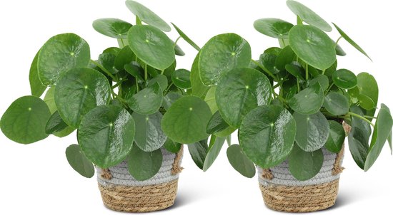 We Love Plants - Pilea Peperomioides + Mand Jesse - 2 stuks - 25 cm hoog - Pannenkoek Plant