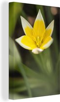 Toile fleur jaune 20x30 cm - petite - Tirage photo sur toile (Décoration murale salon / chambre) / Peintures Fleurs sur toile