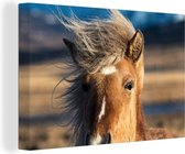 Gros plan d'un cheval islandais brun 30x20 cm - petit - Tirage photo sur toile (Décoration murale salon / chambre) / animaux sauvages Peintures sur toile