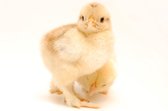 Tuinposter - Dieren - Wildlife / Kuiken / Kuikentje in beige / wit / zwart  - 120 x 180 cm.