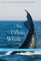The Urban Whale - North Atlantic Right Whales at the Crossroads