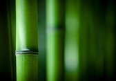 Tuinposter - Zen - bamboe in groen  -  60 x 90 cm.