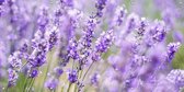 Tuinposter Lavendel 100 x 50 cm incl. Metalen ringen - (Buitenposter - Tuindoek - Buitencanvas - Schilderijen voor buiten - tuin decoratie)