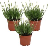 Lavendel wit  per 3 stuks | Lavandula Hidcote  - Buitenplant in kwekerspot ⌀12 cm - ↕20-25 cm