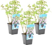 Watermunt - Mentha Aquatica - per 3 Stuks - Vijverplant in Kwekerspot - ⌀ 9 cm - ↕ 10-20 cm