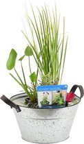 Terrasvijver Zink Blanco Mixmand - per Stuk - Vijverplant in Kwekerspot - ⌀ 40 cm - ↕25-35 cm