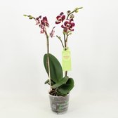 Orchidee van Botanicly – Vlinder orchidee – Hoogte: 45 cm, 1 tak – Phalaenopsis Multiflora Longina