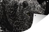 Muurdecoratie Zwart-wit foto van een gekleurde luipaard - 180x120 cm - Tuinposter - Tuindoek - Buitenposter