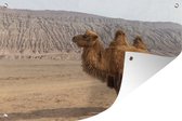 Muurdecoratie Staande kameel in China - 180x120 cm - Tuinposter - Tuindoek - Buitenposter