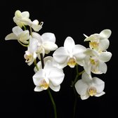 Tuinposter - Bloem / Bloemen - Orchidee in wit / groen / zwart - 100 x 100 cm.