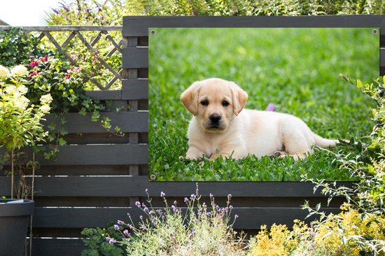 Affiche de jardin Puppy labrador dans l'herbe en vrac 120x80 cm - Toile de jardin / Toile d'extérieur / Peintures pour l'extérieur (décoration de jardin)