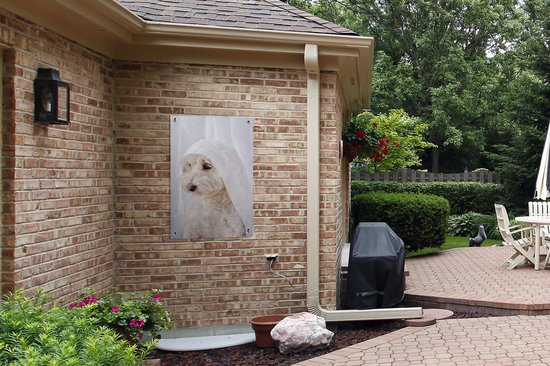Un chien maltais blanc regardant par la fenêtre. Affiche de jardin 60x90 cm - Toile de jardin / Toile d'extérieur / Peintures d'extérieur (décoration de jardin)