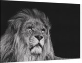 Statige Leeuw op zwarte achtergrond - Foto op Canvas - 150 x 100 cm