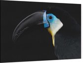 Blauwe toekan op zwarte achtergrond - Foto op Canvas - 150 x 100 cm