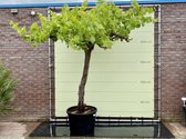Druivenboom - Vitis Vinifera - Oude druif op hoge stam - Winterhard - Pot ⌀ 60cm - Hoogte  230-250cm