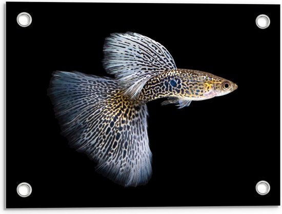 Tuinposter – King Cobra Guppy Fish - 40x30cm Foto op Tuinposter  (wanddecoratie voor buiten en binnen)
