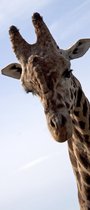 Giraffe2 deurposter 92x202 cm