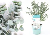 Eucalyptus Buitenplant – Geschikt Voor Pot of Volle Grond – Winterhard en Groenblijvend