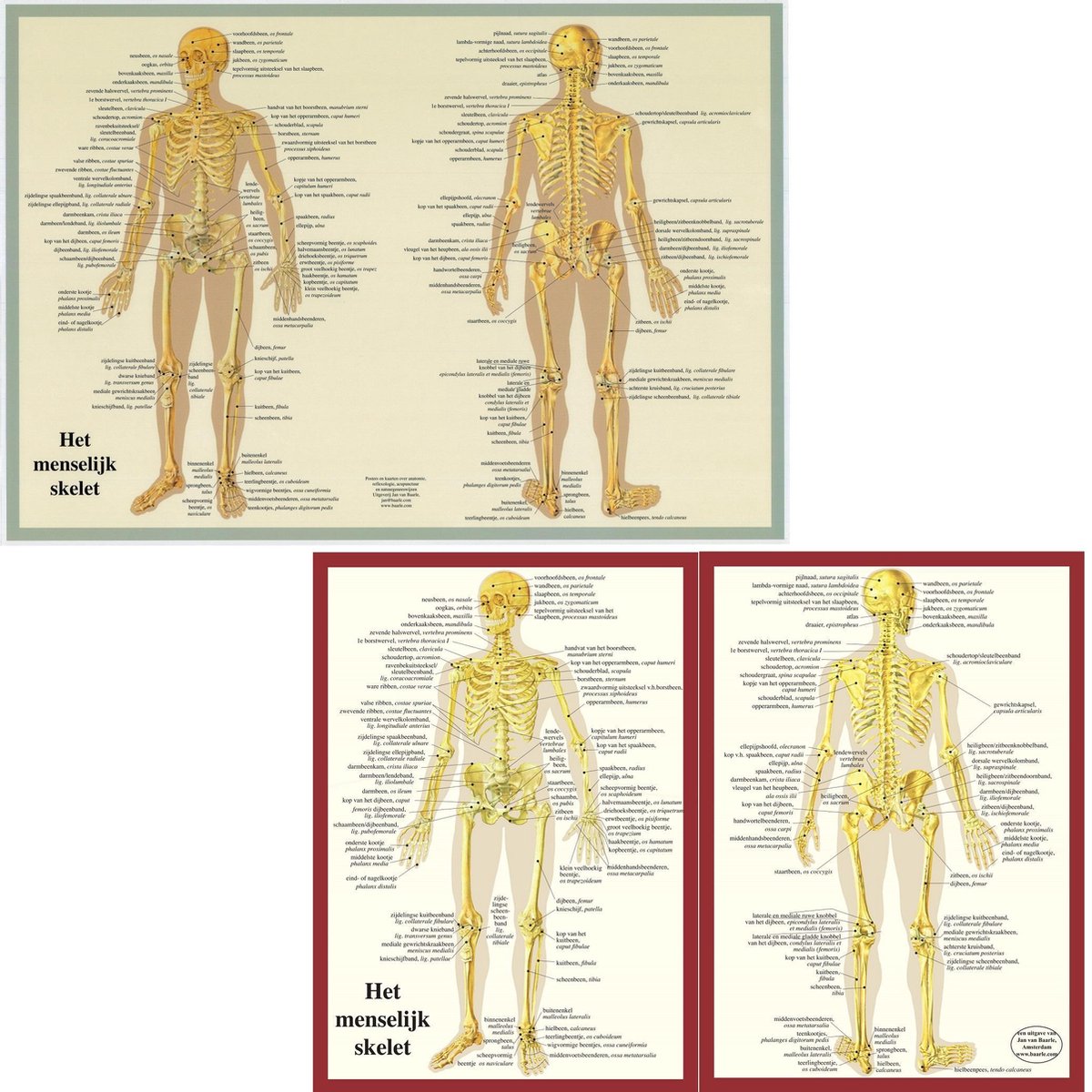 Het Menselijk Lichaam Anatomie Posters Skelet Nederlands Gelamineerd A2 A4 