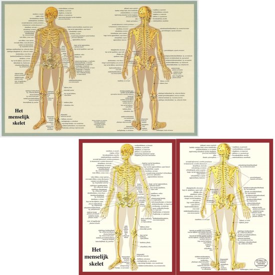 Het menselijk lichaam - anatomie posters skelet (Nederlands, gelamineerd, A2 + A4)